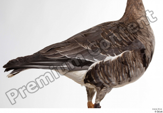 Greater white-fronted goose Anser albifrons back body chest wing 0001.jpg